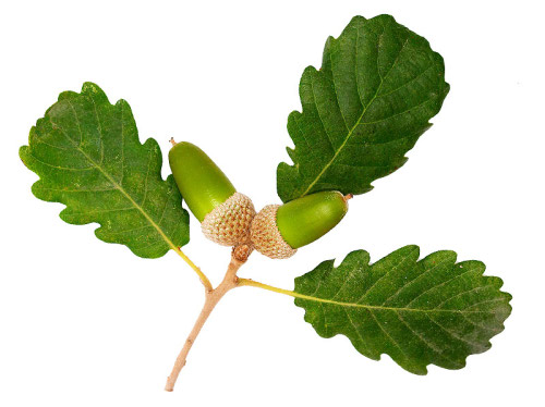 Hoja sobre fondo blanco